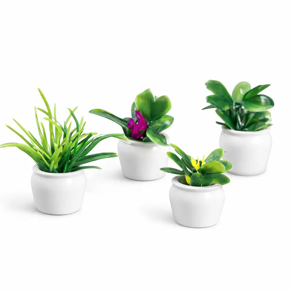 Set di 4 Mini Piantine